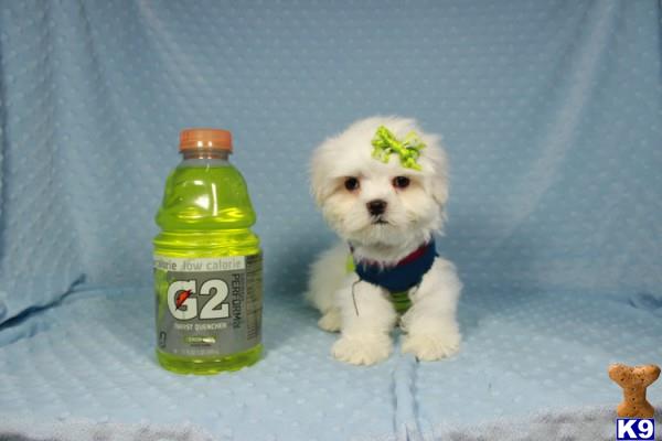 lvpuppyheaven Picture 3